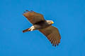 Rufous-winged Buzzard Butastur liventer