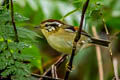 Rufous-winged Schoeniparus  castaneceps castaneceps