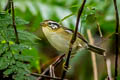 Rufous-winged Schoeniparus  castaneceps castaneceps