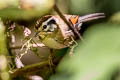 Rufous-winged Schoeniparus  castaneceps castaneceps