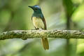 Rufous-winged Philentoma Philentoma pyrhoptera pyrhoptera