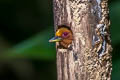 Rufous Piculet Sasia abnormis abnormis