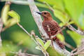 Rufous Woodpecker Micropternus brachyurus williamsoni