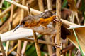 Rusty-cheeked Scimitar Babbler Erythrogenys erythrogenys celatus