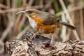 Rusty-cheeked Scimitar Babbler Erythrogenys erythrogenys celatus