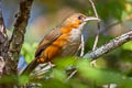 Rusty-cheeked Scimitar Babbler Erythrogenys erythrogenys celatus