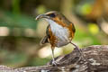 Rusty-cheeked Scimitar Babbler Erythrogenys erythrogenys celatus