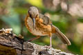 Rusty-cheeked Scimitar Babbler Erythrogenys erythrogenys celatus