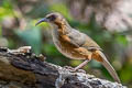 Rusty-cheeked Scimitar Babbler Erythrogenys erythrogenys celatus