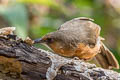 Rusty-cheeked Scimitar Babbler Erythrogenys erythrogenys celatus