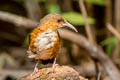 Rusty-cheeked Scimitar Babbler Erythrogenys erythrogenys celatus