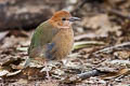 Rusty-naped Pitta Hydrornis oatesi oatesi