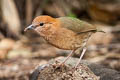 Rusty-naped Pitta Hydrornis oatesi oatesi