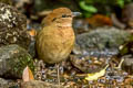 Rusty-naped Pitta Hydrornis oatesi oatesi