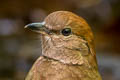 Rusty-naped Pitta Hydrornis oatesi oatesi