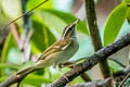 Sakhalin Leaf Warbler Phylloscopus borealoides