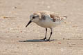 Sanderling Calidris alba alba