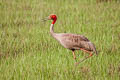 Sarus Crane Antigone antigone sharpii