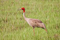 Sarus Crane Antigone antigone sharpii