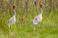 Sarus Crane Antigone antigone sharpii