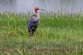 Sarus Crane Antigone antigone sharpii