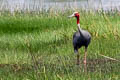 Sarus Crane Antigone antigone sharpii