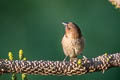 Scaly-breasted Munia Lonchura punctulata topela