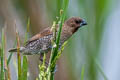 Scaly-breasted Munia Lonchura punctulata topela