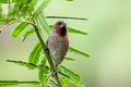 Scaly-breasted Munia Lonchura punctulata topela