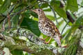 Scaly Thrush Zoothera dauma dauma