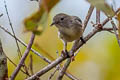 Scarlet-backed Flowerpecker Dicaeum cruentatum cruentatum