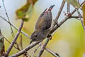 Scarlet-backed Flowerpecker Dicaeum cruentatum cruentatum