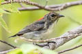 Scarlet-backed Flowerpecker Dicaeum cruentatum cruentatum