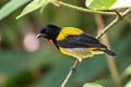 Scarlet-breasted Flowerpecker Prionochilus thoracicus 