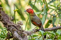 Scarlet-faced Liocichla Liocichla ripponi ripponi