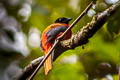 Scarlet-rumped Trogon Harpactes duvaucelii