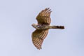 Shikra Accipiter badius poliopsis