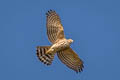 Shikra Accipiter badius poliopsis