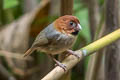 Short-tailed Parrotbill Suthora davidiana thompsoni