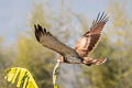 Short-toed Snake Eagle Circaetus gallicus gallicus