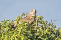 Short-toed Snake Eagle Circaetus gallicus gallicus