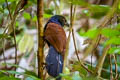 Short-toed Coucal Centropus rectunguis