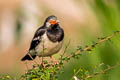 Siamese Pied Myna Gracupica floweri