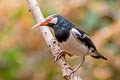 Siamese Pied Myna Gracupica floweri
