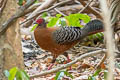 Siamese Fireback Lophura diardi