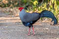 Siamese Fireback Lophura diardi