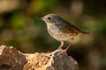 Siberian Blue Robin Larvivora cyane cyane