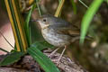 Siberian Blue Robin Larvivora cyane cyane