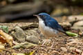 Siberian Blue Robin Larvivora cyane cyane