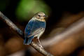 Siberian Blue Robin Larvivora cyane cyane